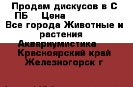 Продам дискусов в С-ПБ. › Цена ­ 3500-4500 - Все города Животные и растения » Аквариумистика   . Красноярский край,Железногорск г.